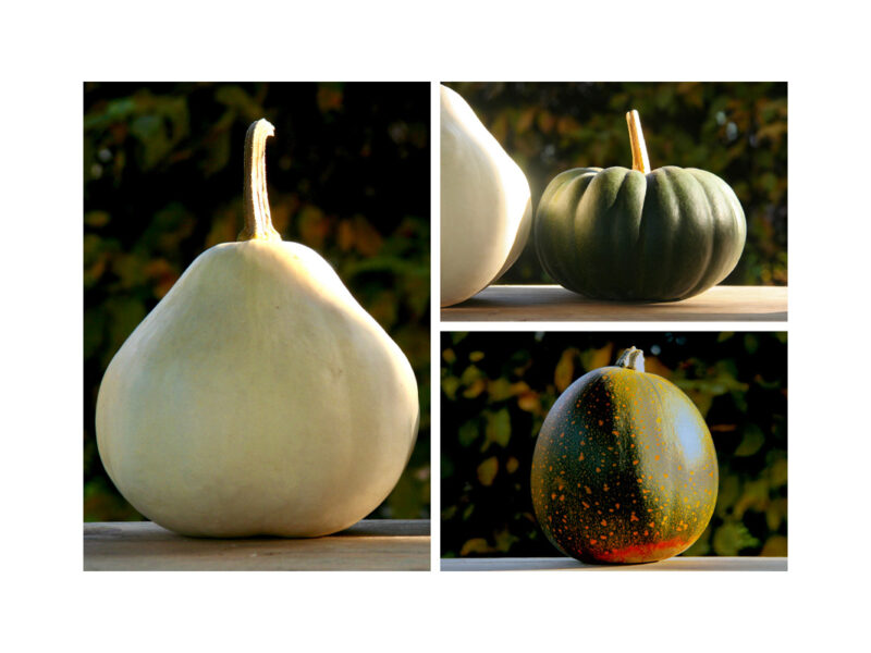 Pumpkins and Fruit 10