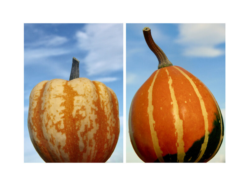 Pumpkins and Fruit 2