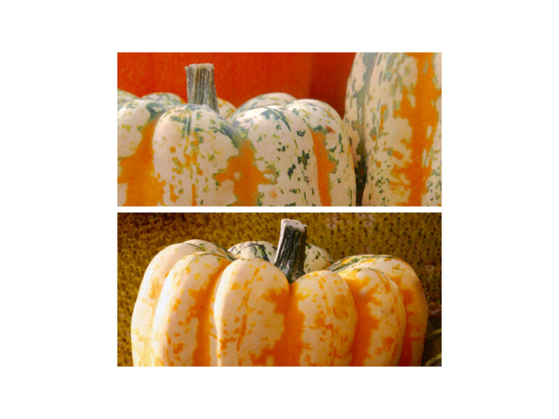 Pumpkins and Fruit 4