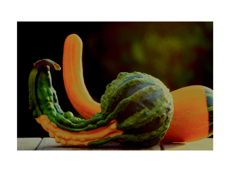 Pumpkins and Fruit 5