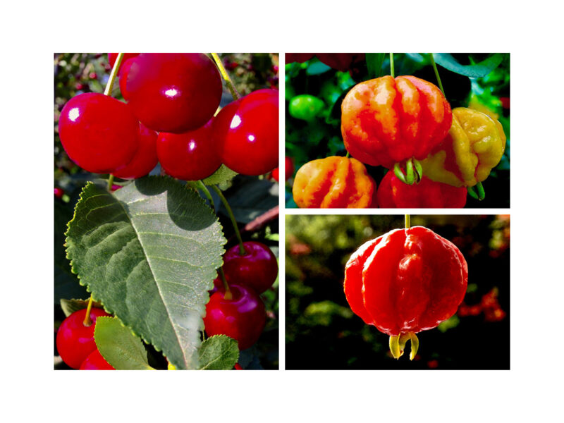 Pumpkins and Fruit 7