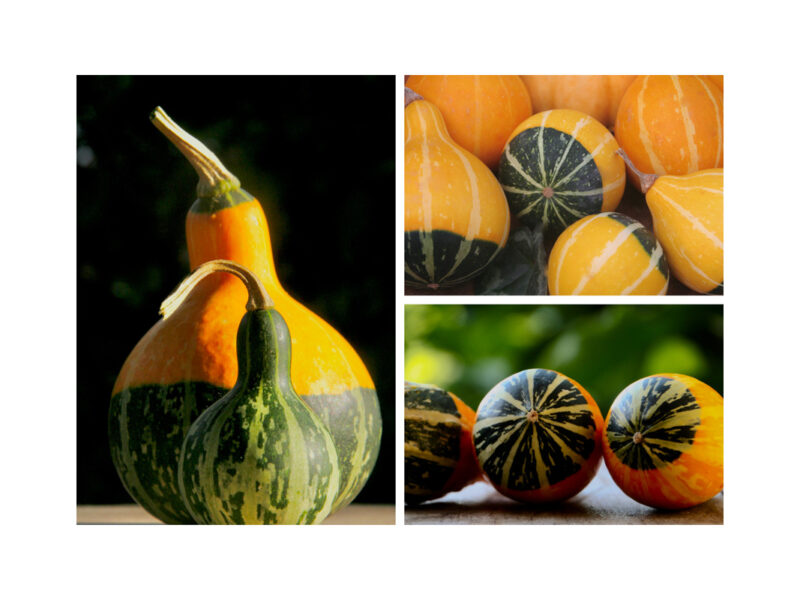 Pumpkins and Fruit 8