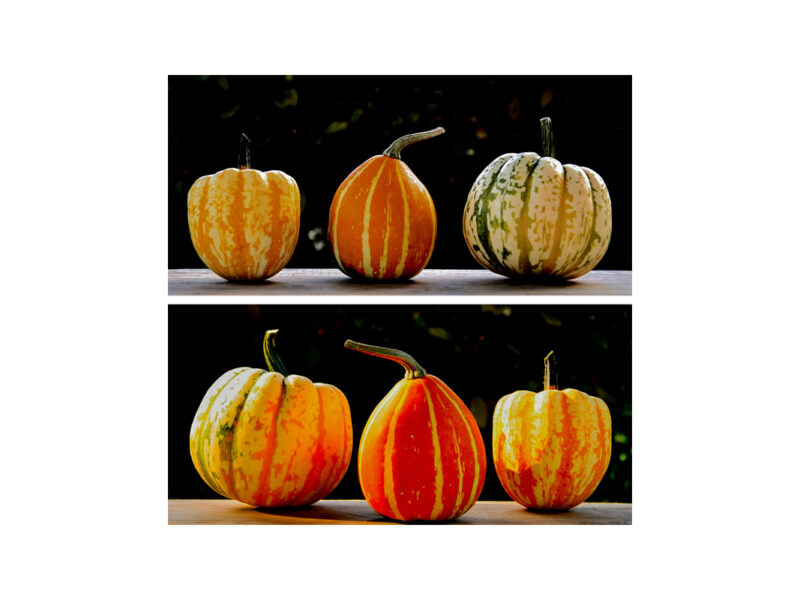 Pumpkins and Fruit 9